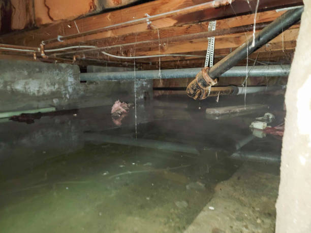 Best Ceiling water damage repair  in Robbins, IL
