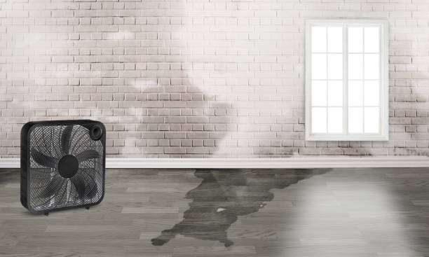 Best Water damage restoration services  in Robbins, IL